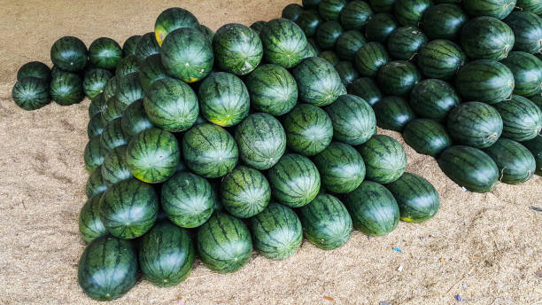 A lot of watermelon in the local marke Row of watermelon for sale in the local market of Thailand marke stock pictures, royalty-free photos & images