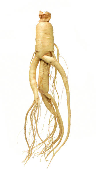 ginseng, aislado sobre fondo blanco - ginseng fotografías e imágenes de stock