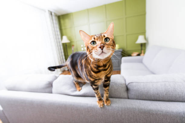 istock Cat in the living room on the couch 851487692