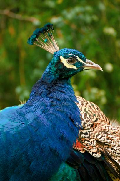 istock beautiful peacock in the garden 851497692
