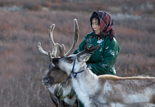 tsaatan woman with reindeer in Northern Mongolian landscape