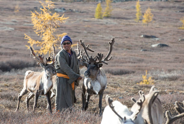 istock tsaatan man, dressed in a traditional deel, with his reindeers 851498076