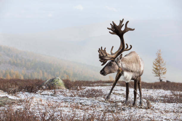 istock rein deer in a snow in northern Mongolia 851498232
