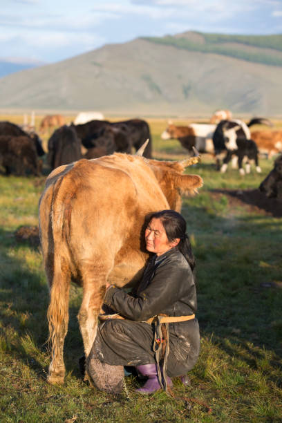 istock mongolian woman milking a cow 851498266