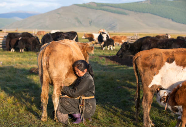 istock mongolian woman milking a cow 851498308