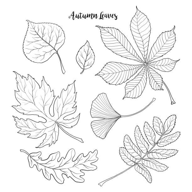 Set of black and white autumn falling leaves Set of hand drawn black and white autumn falling leaves - rowan, chestnut, oak, aspen, maple, gingko, sketch style vector illustration isolated on white background. Hand drawn, outlined autumn leaves aspen leaf stock illustrations