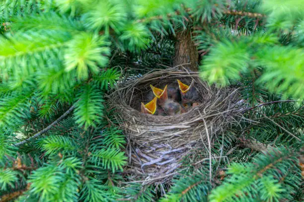 Photo of Baby birds in nest with mouths open. Turdus pilaris. The nest of the catbird in nature. A green filter.