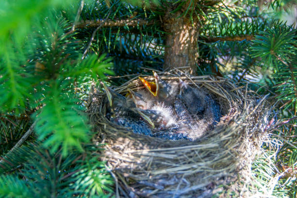 uccellini nel nido con la bocca aperta. turdus pilaris. il nido dell'uccello gatto in natura. un filtro verde. - jay foto e immagini stock