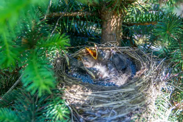 Animal Nest, Chicks, Newborns, Yellow Mouth, Spruce, Turdus pilarus - Nature