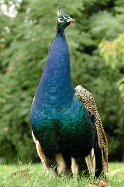 istock beautiful peacock in the garden 851507970