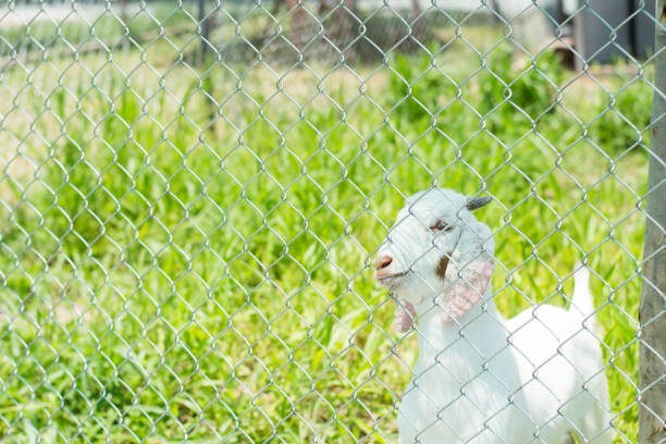 goat behind the fence