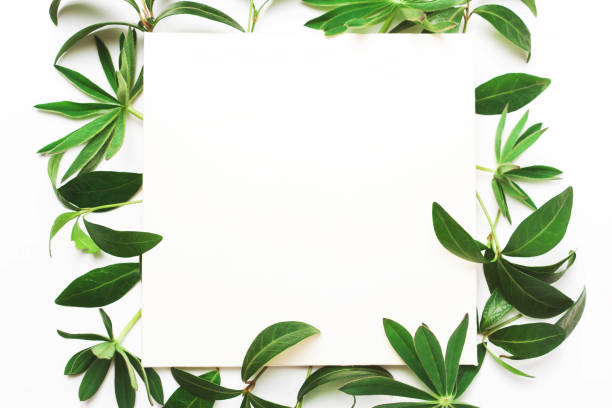 istock Frame of green leaves 851544150