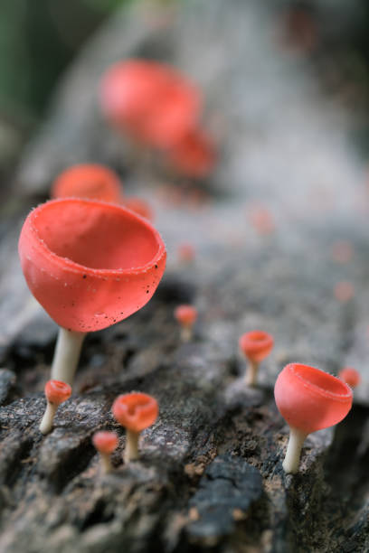 istock pink burn cup or Mushroom champagne 851547136