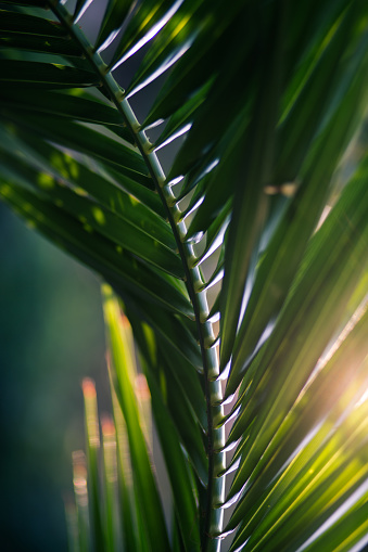 Tropical palm leaf close-up