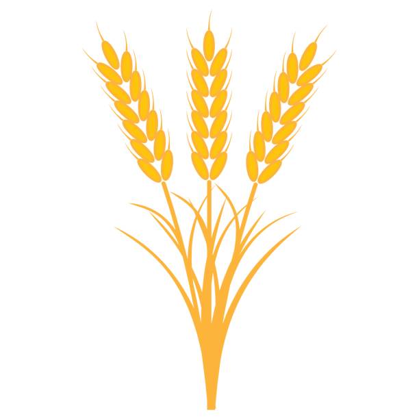 꽃다발의 무리 줄기와 밀의 귀와 잘 익은 노란 색깔의 나뭇잎 벡터 작물의 수확, 익은 밀 보 리 나 호 밀의 뭉치의 개념 - wheat whole wheat cereal plant rye stock illustrations
