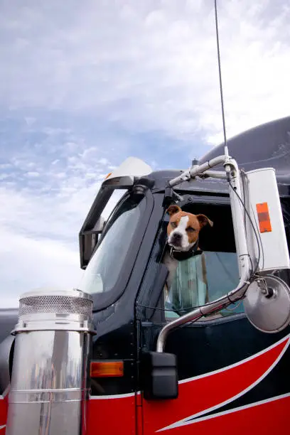 The spotted fighting bulldog dog looks smart in you eyes with an appraising look from the driver's window of a professional big rig semi truck appraising the potential danger or friendliness of approaching people