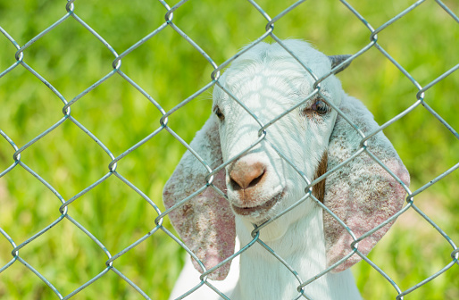 goat behind the fence