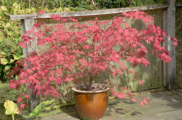 acer rosso in vaso di argilla - tree area japanese fall foliage japanese maple autumn foto e immagini stock