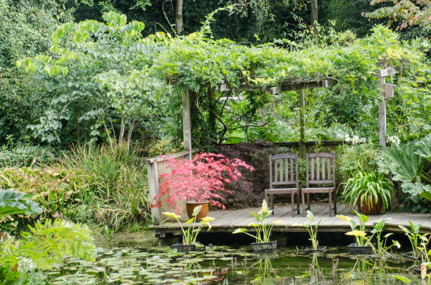 istock Acer in watergarden by chairs 851561580