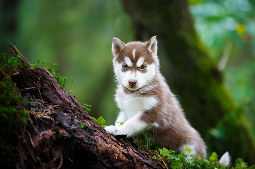 Portrait of the curious husky puppy in a wild forest