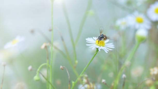istock beautiful white flower with bee and vintage tone for background. 851565194