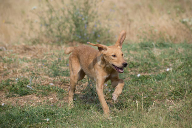 istock Ordinary doggy day, barking, chasing, run and fun 851566502