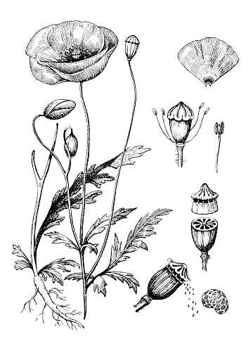 Illustration of a Papaver somniferum (opium poppy)