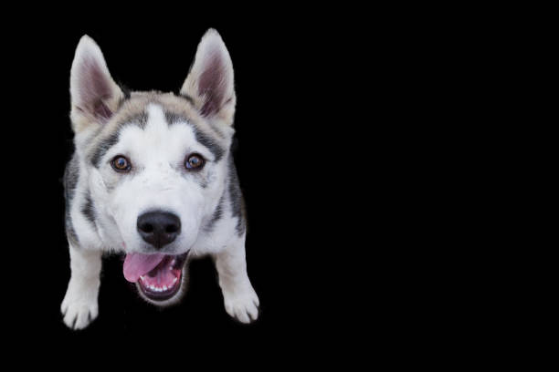 istock Husky dog on a black background. 851578868