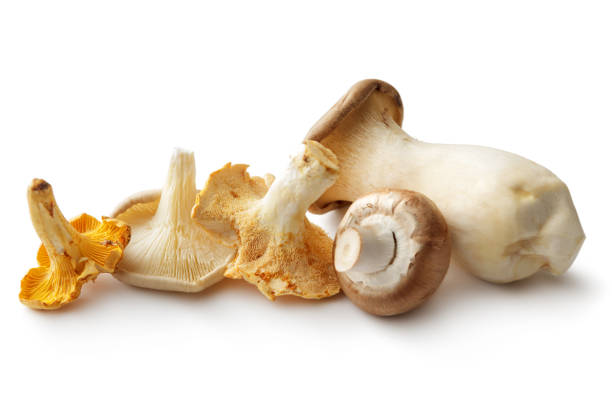 Mushrooms: Mushroom Variety Isolated on White Background