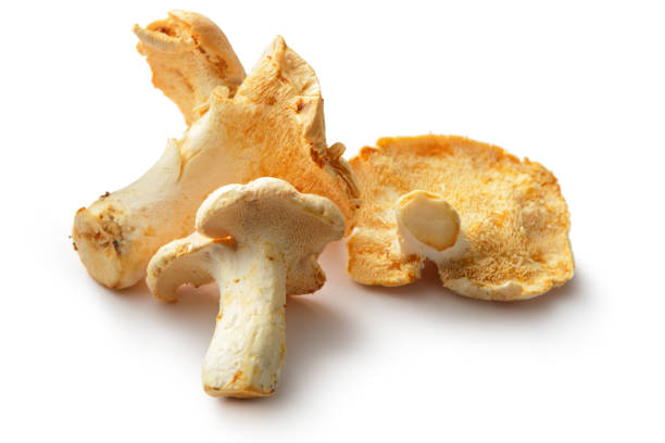 Mushrooms: Hedgehog Mushrooms Isolated on White Background Mushrooms: Hedgehog Mushrooms Isolated on White Background hedgehog mushroom stock pictures, royalty-free photos & images