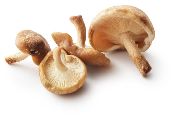 istock Mushrooms: Shiitake Mushrooms Isolated on White Background 851580462