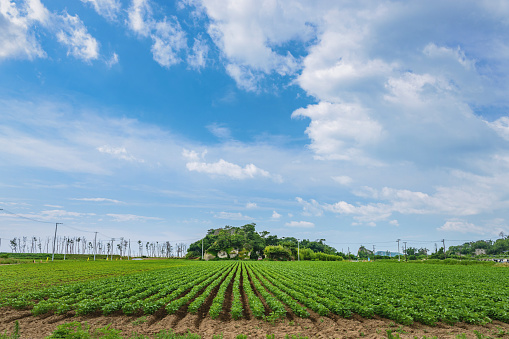 Green soybean field in Miyagi, Japan
