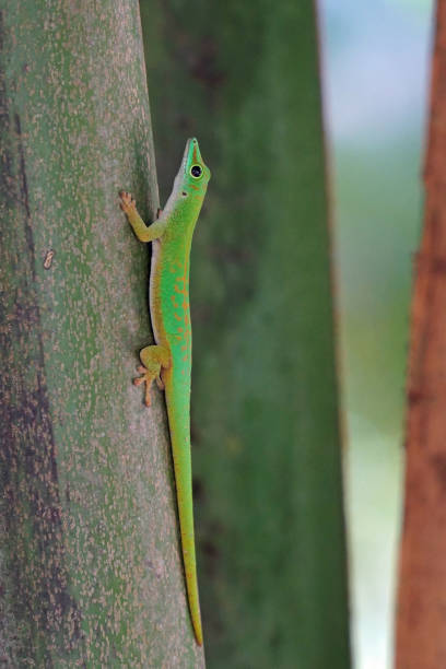 istock Seychelles green gecko on a trunk 851588658