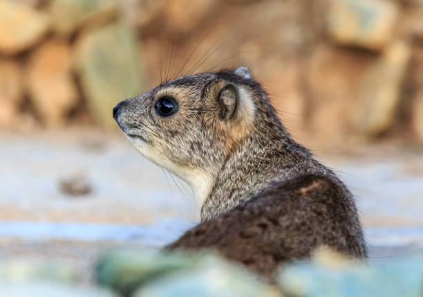 A portrait of a Rock Hyrax
