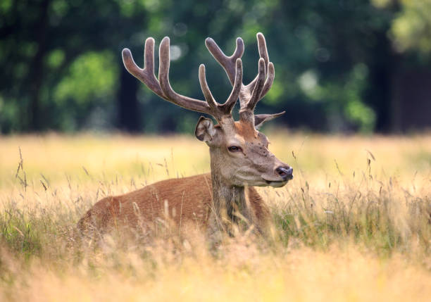 a red deer stag resting - richmond park imagens e fotografias de stock