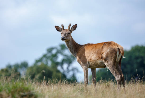 a red deer doe - richmond park imagens e fotografias de stock