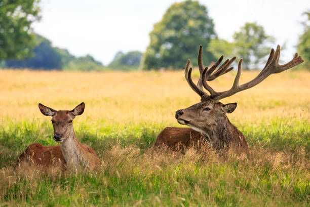 a red deer pair resting - richmond park imagens e fotografias de stock