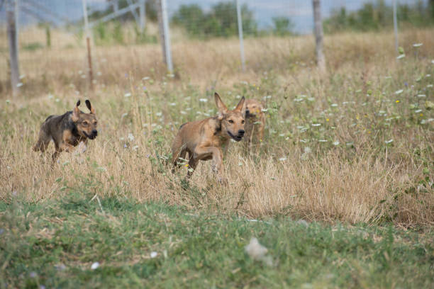 istock Ordinary doggy day in shelter for dogs 851589580