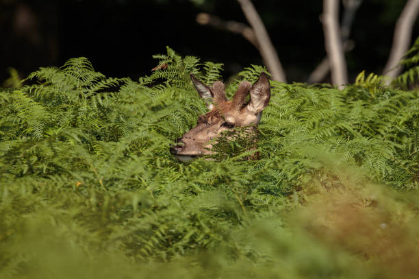 a red deer in the thicket peeping - richmond park imagens e fotografias de stock