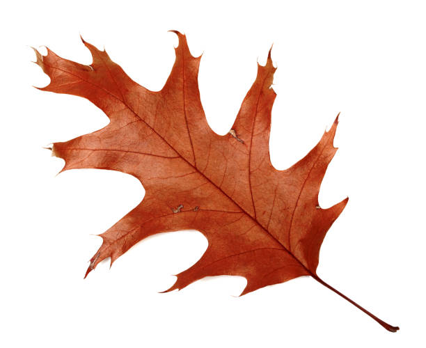 istock Autumn dried leaf of oak 851589922