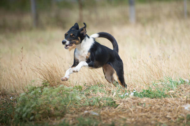 istock Dogs life in shelter for dogs 851590536