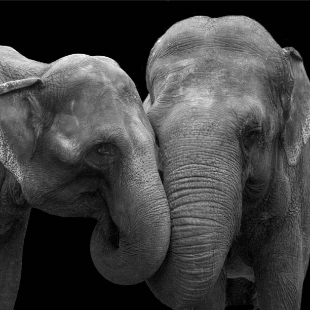 istock Two elephants in love, at zoo, isolated on a black background 851591862