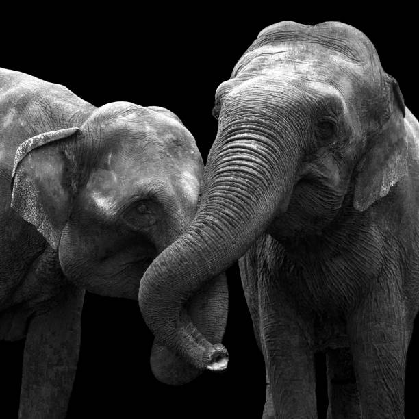 istock Two elephants in love, at zoo, isolated on a black background 851591954