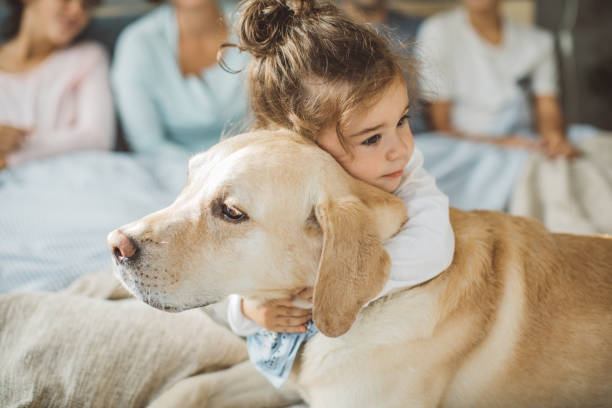 Unconditional love Little boy hugging his dog friend on bed in the morning labrador retriever stock pictures, royalty-free photos & images