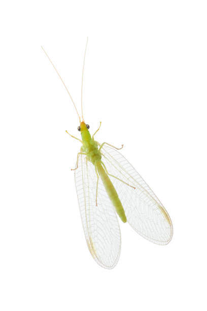 istock insect green lacewing on a white background 851632464