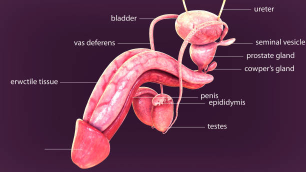 Male Reproductive System Diagram Stock Photos, Pictures & Royalty-Free  Images - iStock