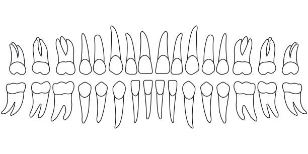 ilustraciones, imágenes clip art, dibujos animados e iconos de stock de diente tabla dientes - premolar