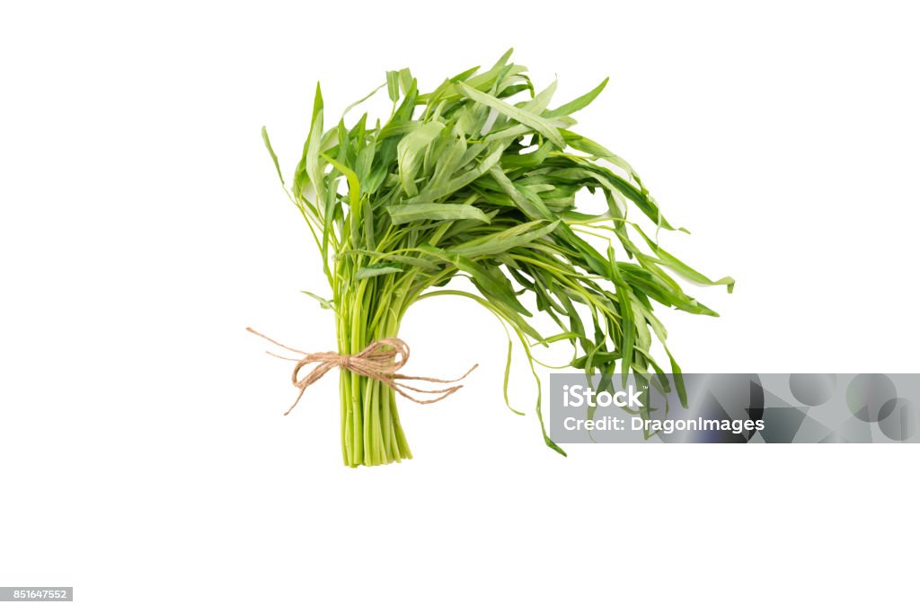 Spring tarragon Spring tarragon isolated on white background Agriculture Stock Photo