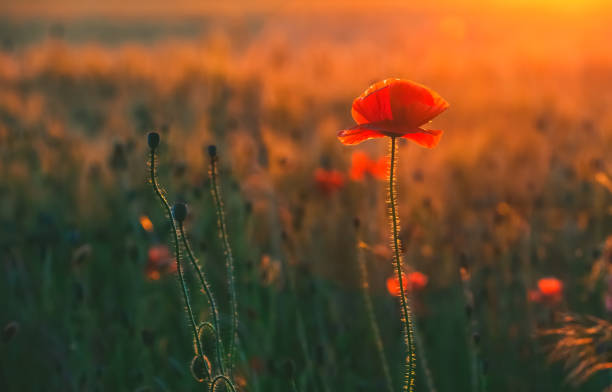 istock Beautiful, flowering poppy field 851665172