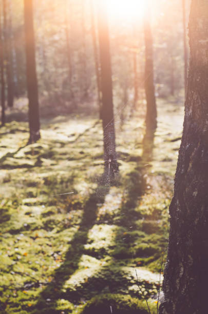 istock Blurry view of autumn forest 851679234